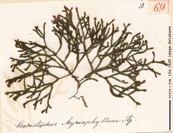 Cladostephus myriophyllum 69.jpg